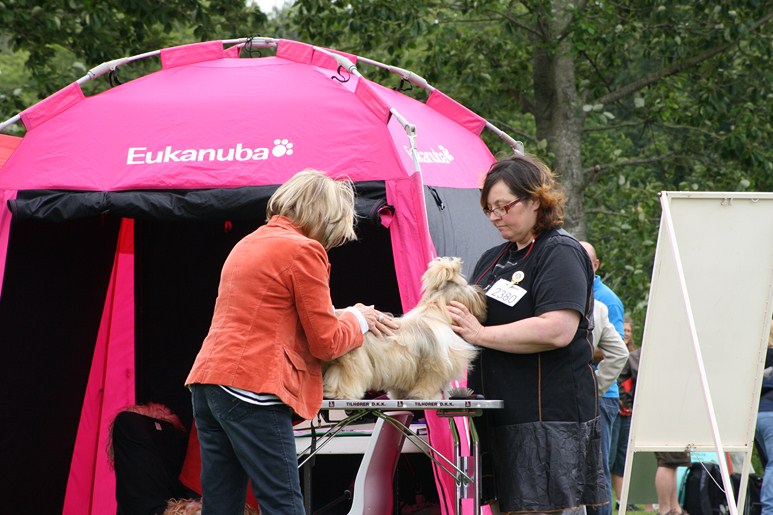Shih Tzu Danmark
